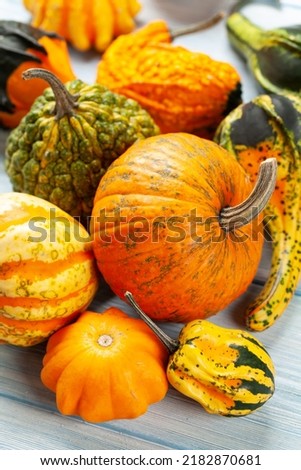 Various colorful squashes and pumpkins. Autumn vegetable harvest