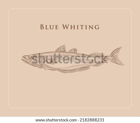 Blue whiting illustration in engraving style with highlight.
