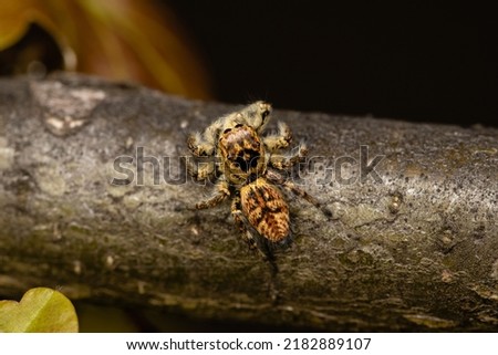 Beautiful jumping spider in nature 