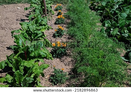 Marigold flower plants nestled between red beet, carrot and green bean plants.  Marigolds are companion plants and deter nematodes from attacking root crops.  Royalty-Free Stock Photo #2182896863