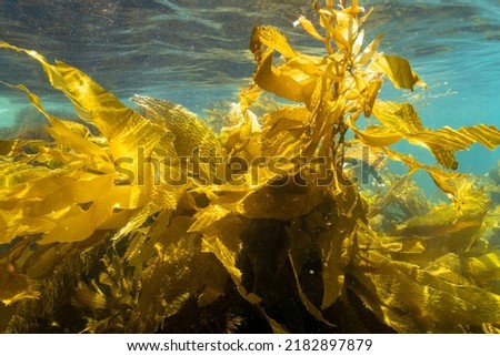 Underwater kelp forest. Ocean nature seaweed kelp growing in blue clear water with fish swimming.  Royalty-Free Stock Photo #2182897879