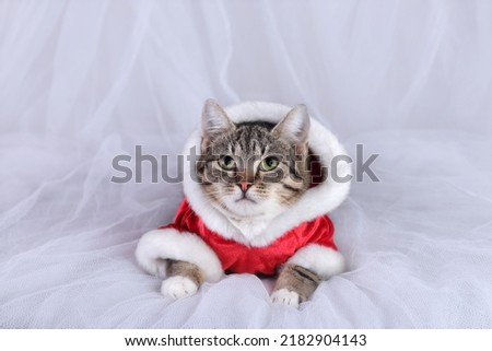 Cat in a suit of Santa Claus. Kitten in a dress of Santa Claus.  Christmas Cat on a white background. New Year's card with a little Kitten. Happy New Year. Winter. 2024