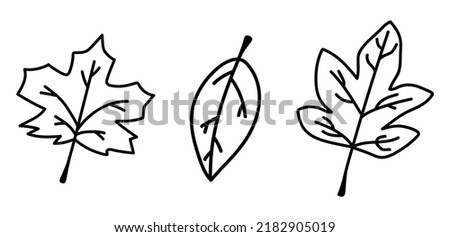 Set of doodle isolated autumn leaves. Collection of hand drawn fallen leaves. Vector outline fall illustration.
