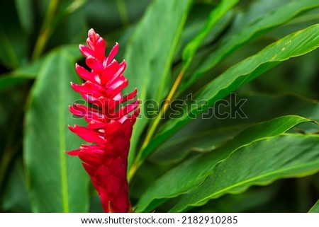 Red flowers in the forest,red flower in the tropical garden  Royalty-Free Stock Photo #2182910285