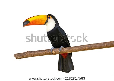 Ramphastos toco - toucan in a tree branch isolated on white backgroud