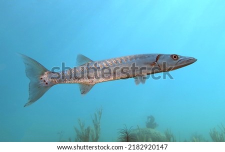 Barracuda in the water column in the Tropical Western Atlantic Royalty-Free Stock Photo #2182920147