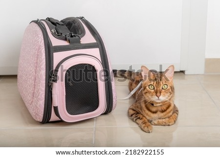 Bengal cat on a leash next to a carrying bag, waiting for a walk. Royalty-Free Stock Photo #2182922155
