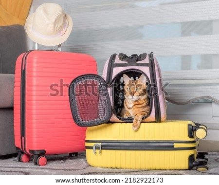 Cute bengal cat, suitcase and pet carrier indoors. Traveling with a pet. Royalty-Free Stock Photo #2182922173