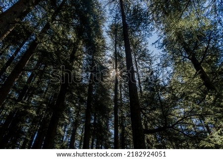 A forest in Manali, Himachal Pradesh