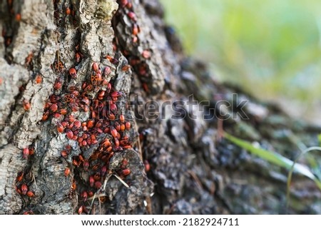 Soldier bug, red-winged bug, goat, or red bug (Latin Pyrrhocoris apterus). Bedbugs on the bark of a tree. Lots of insects.
