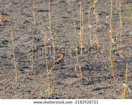 The hoopoe is looking for food in the dry ground.  selective focus