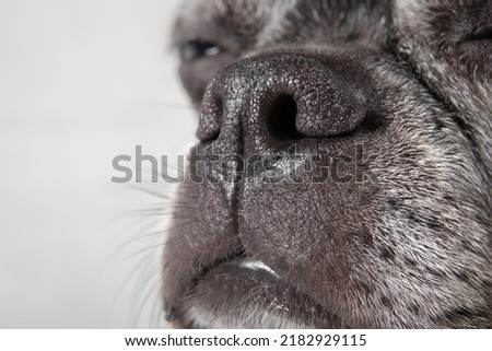 Black dog nose close up. Head shot of flat nose dog often experiencing Brachycephalic or breathing problems. Senior dog. 9 years old female boston terrier pug mix. Selective focus on dog nose. Royalty-Free Stock Photo #2182929115