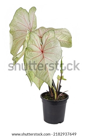 Potted 'Caladium White Queen' houseplant with white leaves and pink veins on white background