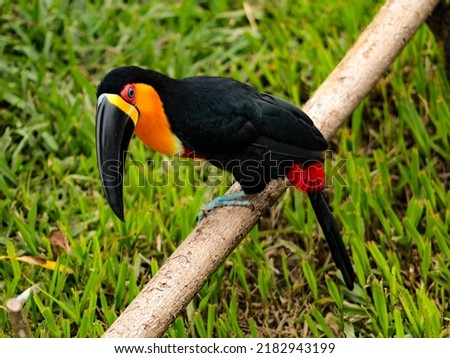 The Toco Toucan, known as the Toco Toucan, is among the animals that can be seen by visitors to Mangal das Garças Park in Belém, Pará, Brazil.