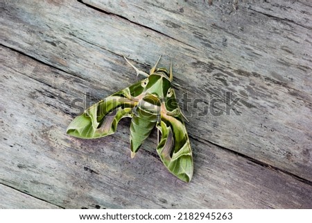 The Oleandar Hawk Moth or army green moth, is a moth of the family Sphingidae perched on a wooden floor.