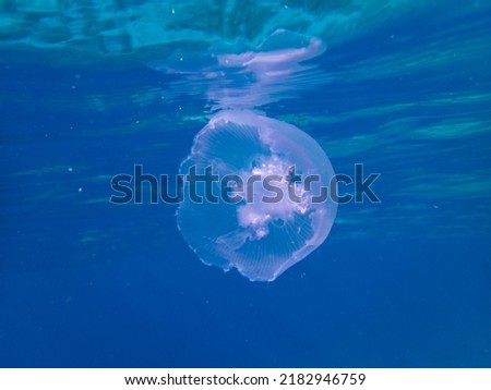 Almost transparent jellyfish on the surface of the Red Sea, Egypt, Hurghada