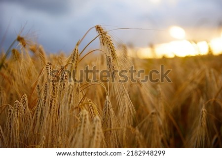 Bunch of wheat spikelet against the background of the sunset over a wheat field. Seasonal harvest in agriculture. Twilight landscape. Panoramic banner. Royalty-Free Stock Photo #2182948299