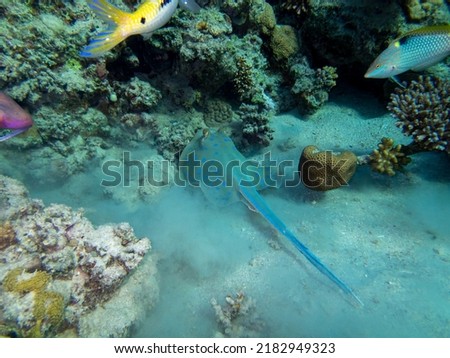 Stingray at the bottom of a coral reef in the Red Sea, Egypt, Hurghada