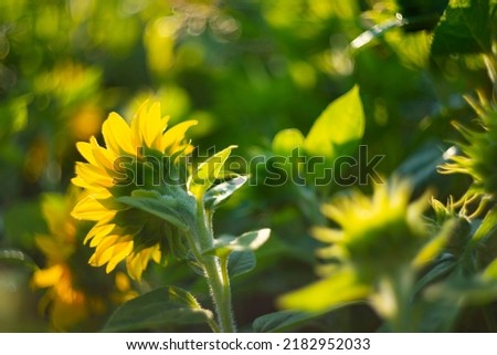 sunflowers on a field and beautiful bokeh - soft focus art picture