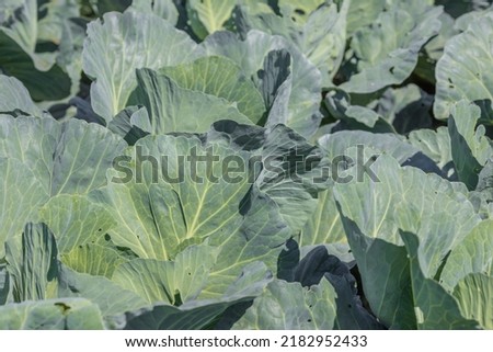 Cabbage leaves close-up. Cabbage grows in the garden. Agriculture. Healthy and healthy food for humans. Cultivation of cabbage. High quality photo