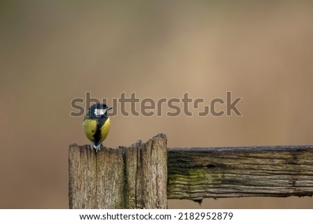 Great Tit. Parus major. perched on a rustic fence small in frame isolated from clean background copy space