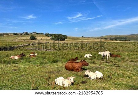Rural landscape, with cows and calves, relaxing in a pasture, with fields in the distance in, Delph, UK