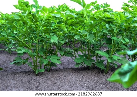 Close-up view of planted and ripening potatoes in the countryside. Agriculture, food security. Selective focus.