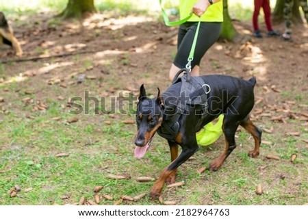 Black German Shepherd walking in the woods. High quality photo