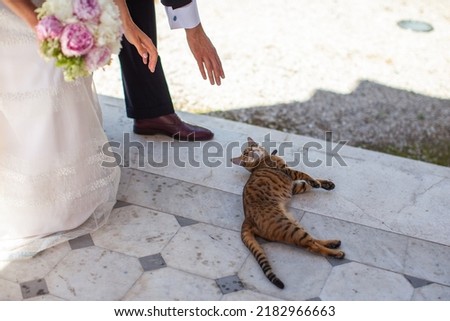 Newlyweds want to pet a cute cat.