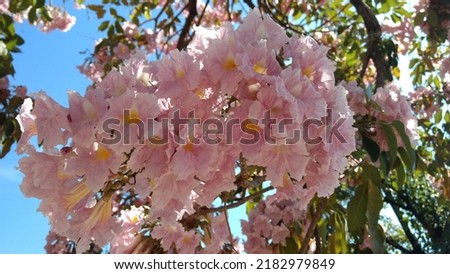 Blooming of a pink ipe (Handroanthus heptaphyllus)