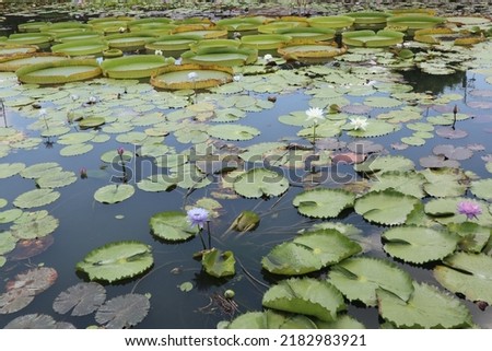 various and blooming water lily in the pond design for seasonal and travel concept