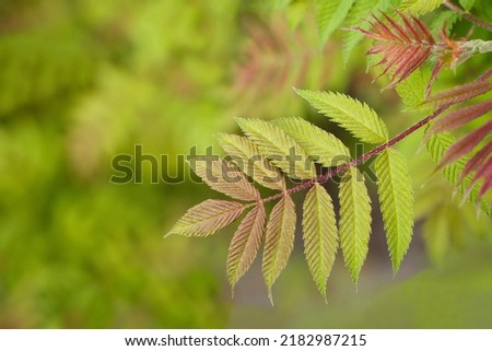Green young textured leaves with a natural blurred background