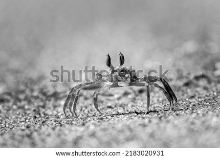 Fine art, black and white photo of small beach crab.