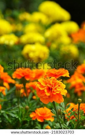 Tahi kotok or matched bottle, Mexican marigold, African marigold is a flowering perennial plant and belongs to the Asteraceae family. Macro photography, blurring, selective focus