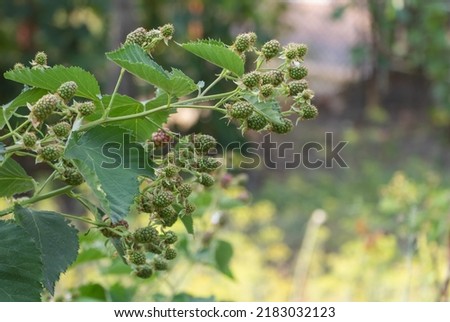 Blackberry plantation in mid-summer. The fruits are still green yet
