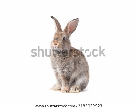 Adorable gray rabbit sitting  on white background. Royalty-Free Stock Photo #2183039523
