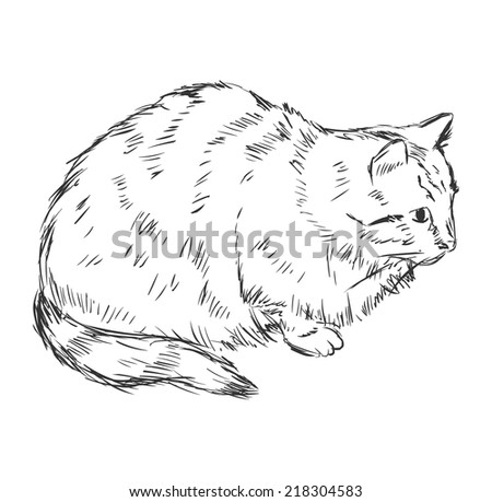 Vector Sketch Cat