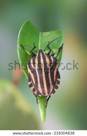 Red striped Bedbug (Graphosoma lineatum)