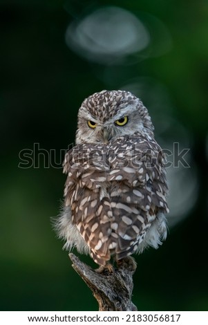 Cute Burrowing owl (Athene cunicularia) sitting on a branch. Blurry background. Noord Brabant in the Netherlands.  Angry birds.                                                              