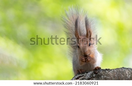 Funny furry squirrel with fluffy tail sitting on the stump and eating nuts against summer backdrop.Pretty squirrel with tufted ears and black eyes closeup.Feed wild animals in forest to help nature