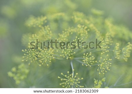 Close up picture of annual herb plant  dill (Anethum graveolens) 