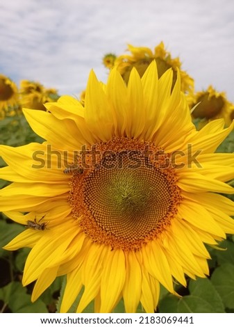 A blooming beautiful sunflower with a large rlan