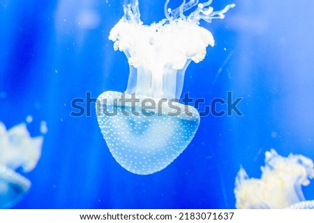 Medusa Jellyfish Photos and Premium in aquarium. High quality photo