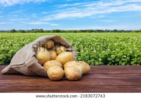young potatoes in burlap sack on wooden table with blooming agricultural field on the background