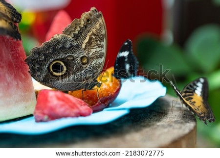 Konya Tropical Butterfly Garden Photo, Konya Turkey  Royalty-Free Stock Photo #2183072775