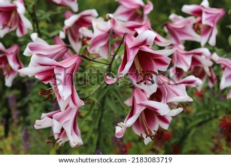 Beautiful flowers of pink lilies in the garden. Lilium.