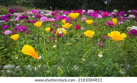more than 50 different plant species can grow in just one square meter of natural meadows - this means that natural meadows are one of the most diverse habitats Royalty-Free Stock Photo #2183084851