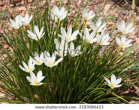 Zephyranthes candida | White zephyr lilies or white zephyranthes cultivated as ornamental flowers with their star shaped petals stunning white and orange stamens over narrow deep glossy green leaves Royalty-Free Stock Photo #2183086615