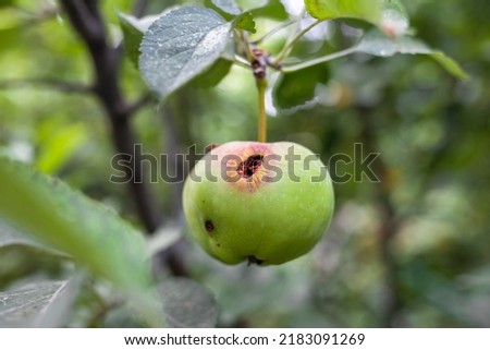 A green worm-eaten apple weighs on a tree branch in the garden. An apple affected by the disease, on a branch of an apple tree in the garden. A sick spoiled apple in close-up.