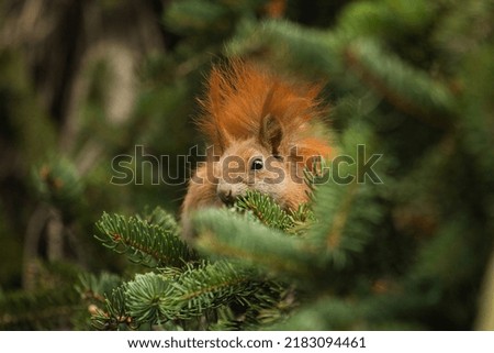 Red squirrel in the pine tree . Squirrel, little fluffy animal, wild eurasian red squirrel, (sciurus vulgaris) on the green background.
